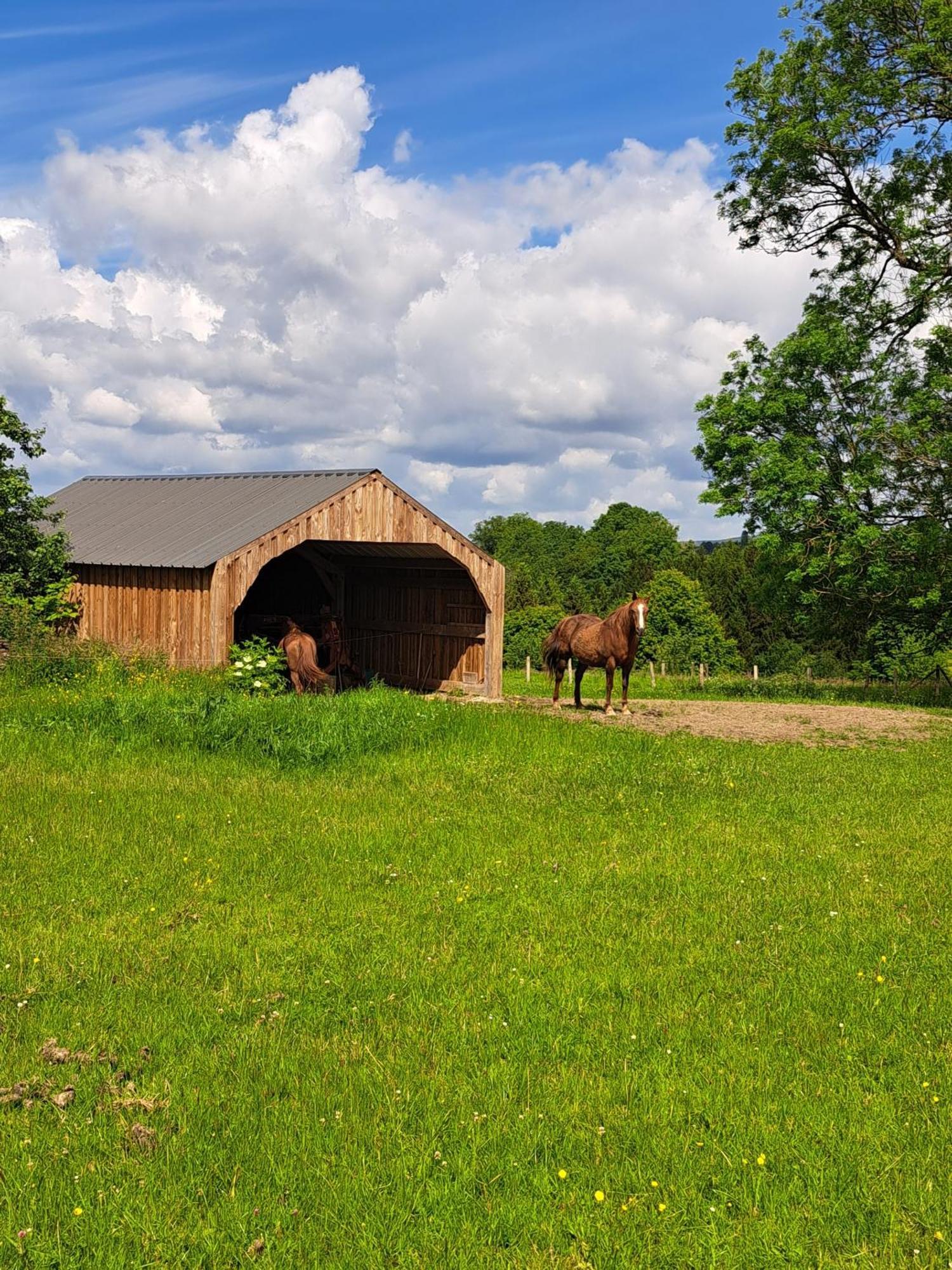 Gîte L'Olivier à Filly - Nadrin, entre Houffalize et La Roche-en-Ardenne Esterno foto